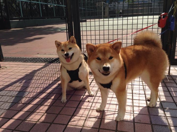 “传奇教练:他们的战术理念和成功秘诀”,传奇教练徽章