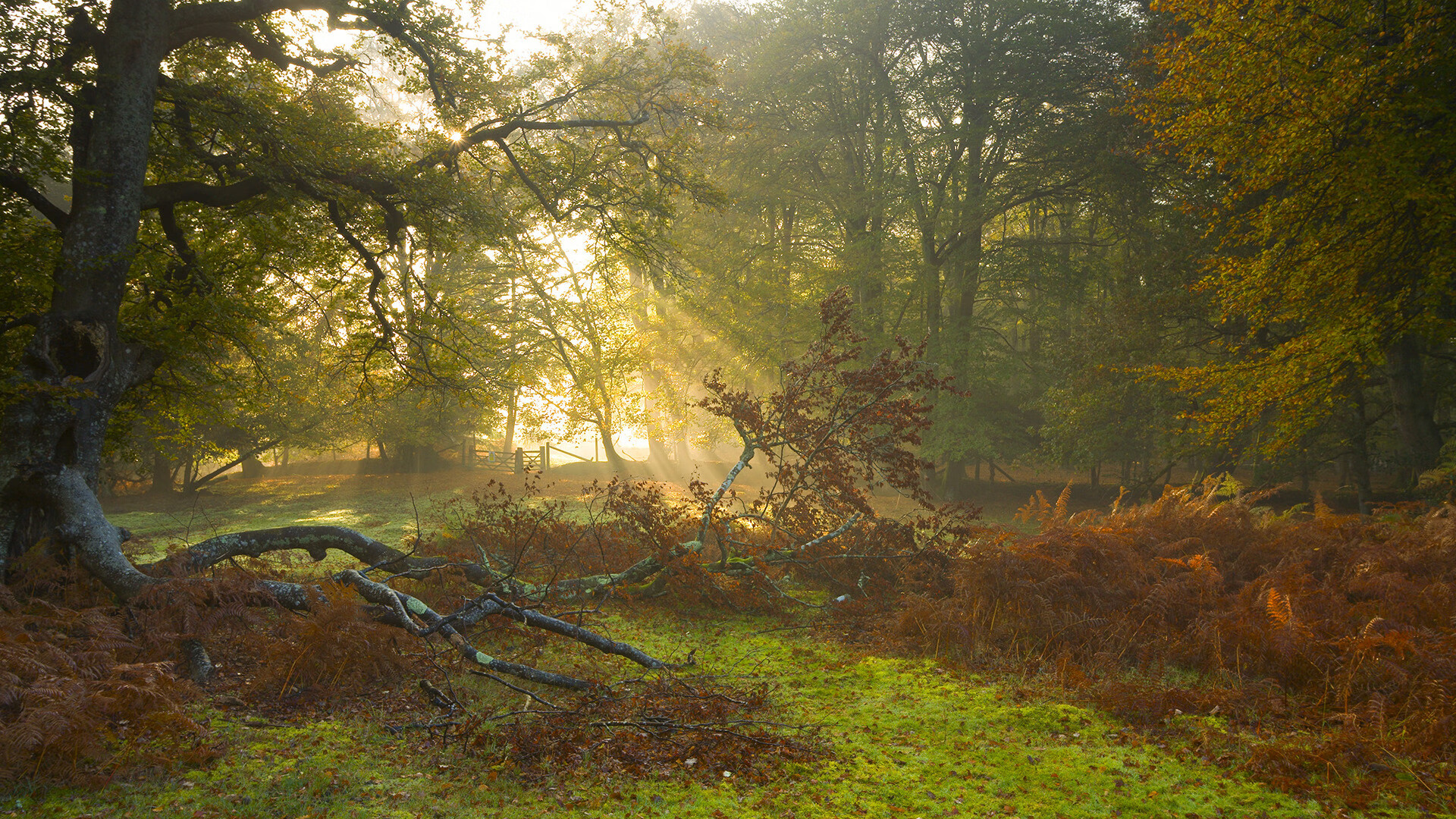 今年联盟三分命中率最高的队伍,表现值得期待!,联盟现役三分命中率