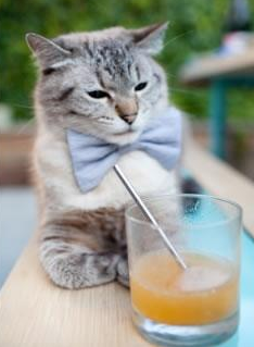 伊朗队前锋洛佩斯在巴黎奥运会上表现出色,奥运伊朗男排