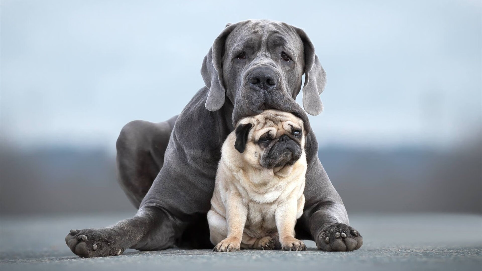 KAIYUN 中国大陆-炉石传说世界冠军决赛精彩落幕，策略与技术大比拼，炉石传说世界冠军奖励