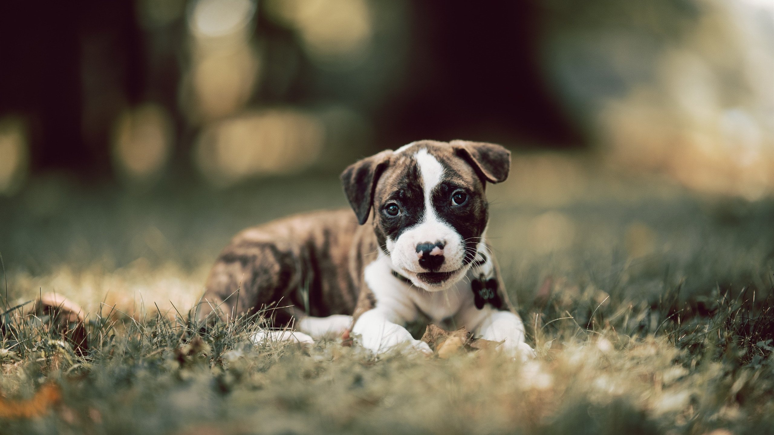 球迷比赛日疯狂助威,现场氛围火爆,球迷助威视频