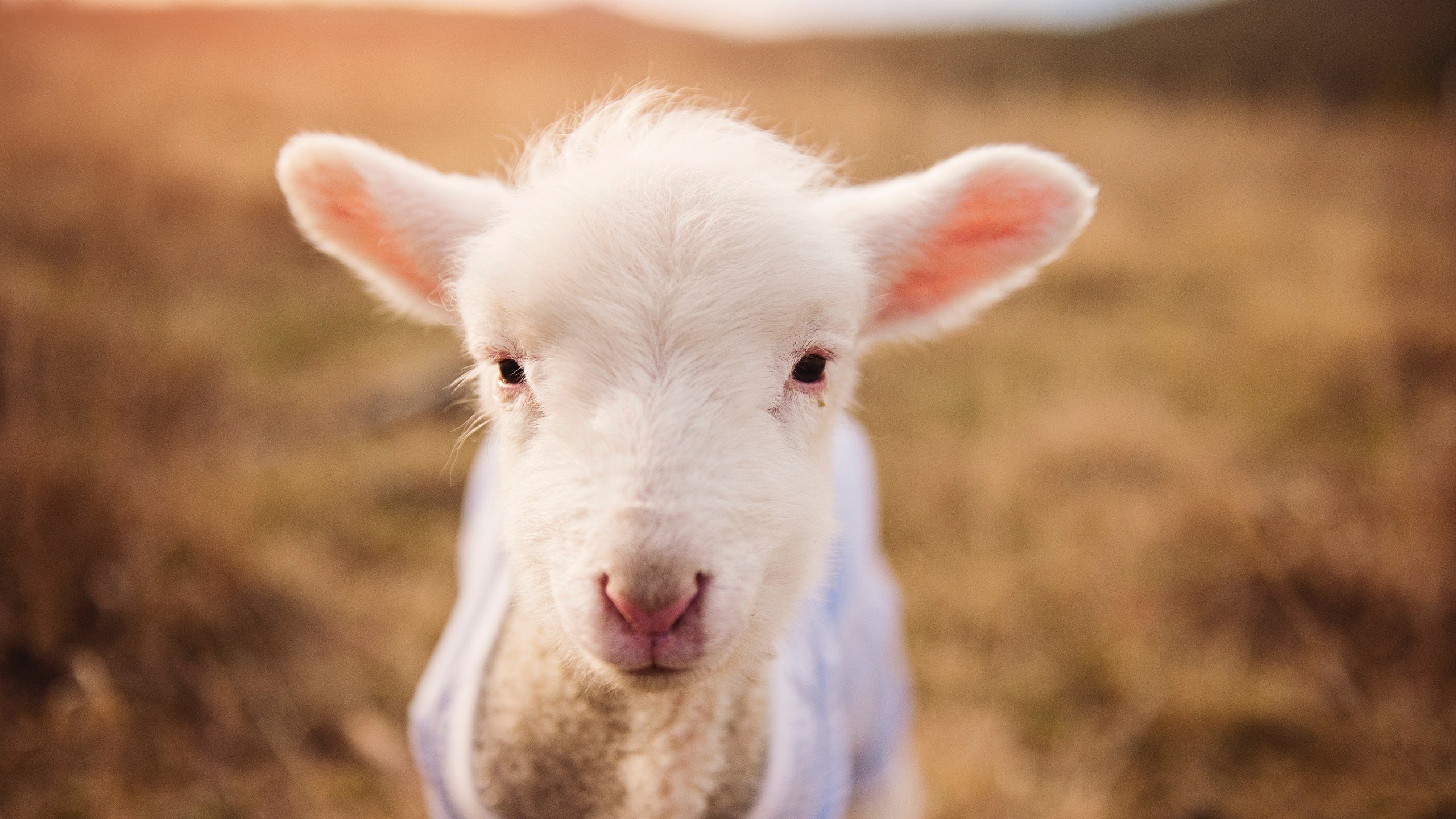 美国骑手凯文·法林顿因马匹健康问题未能参加巴黎奥运会,但表示将全力备战下一届奥运会。