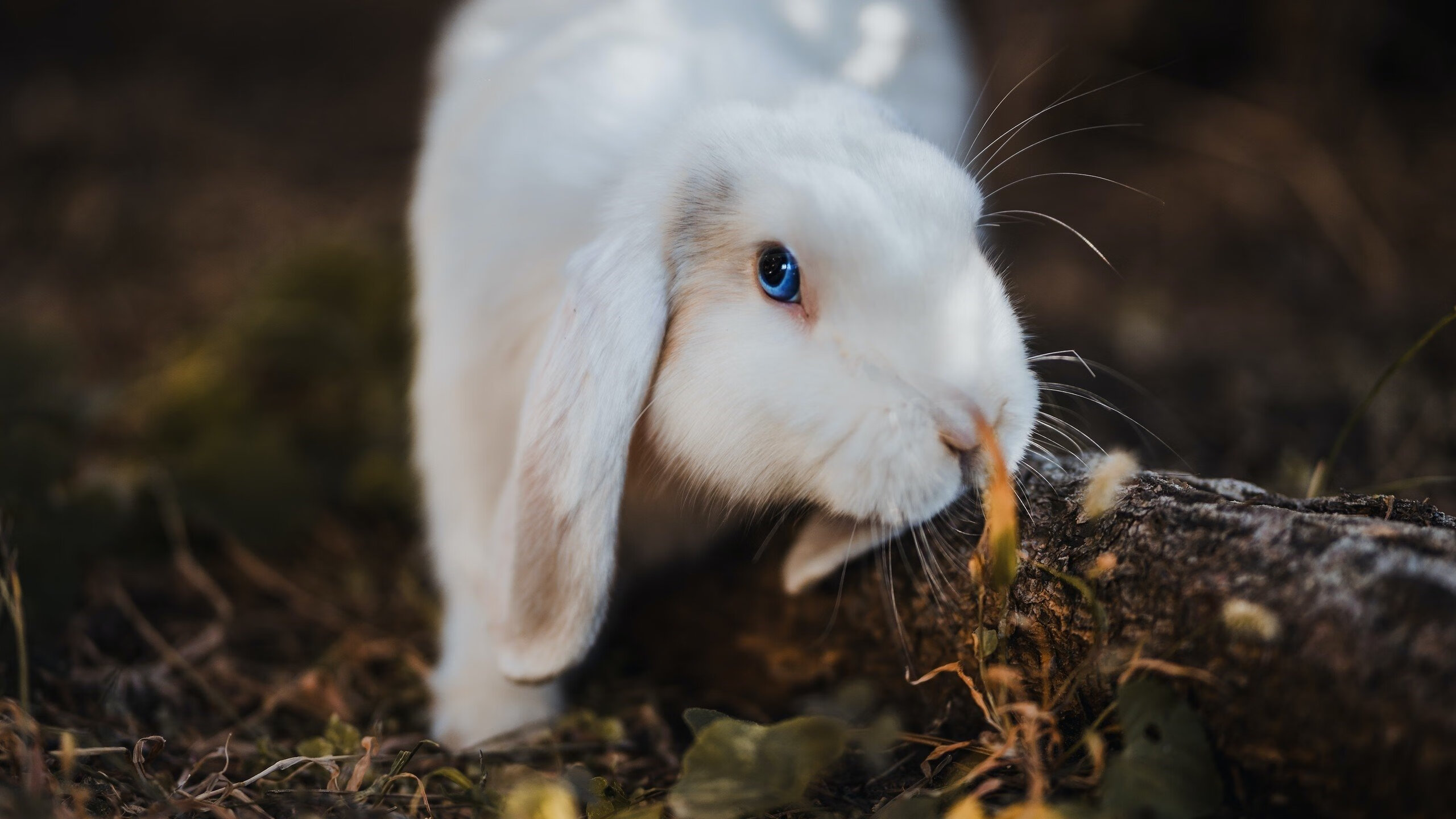 车迷自制内容:Vlog、短视频风靡赛场,车迷是传销吗