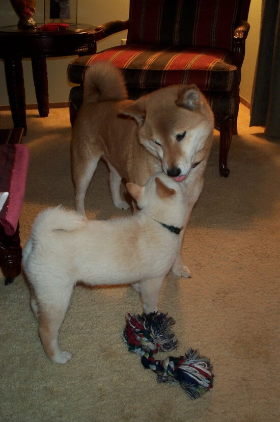 丹麦队以绝对优势战胜威尔士:晋级半决赛双豪对决,丹麦队vs威尔士队比赛结果