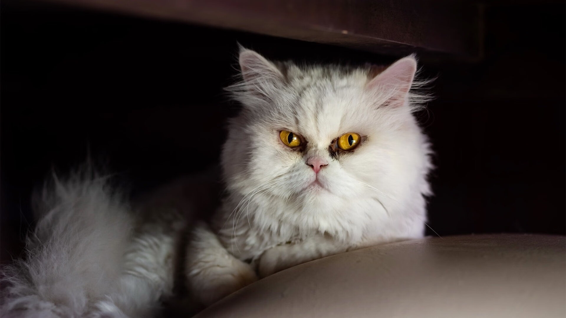 匈牙利足球队在比赛场上展现出不俗的实力，匈牙利足球队阵容